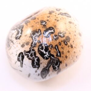 japans bruin 12mm